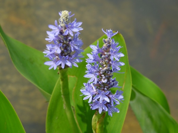 Pontederia Cordata Pontederia Cordata