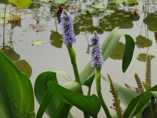 Pontederia dilatata Pontederia dilatata
