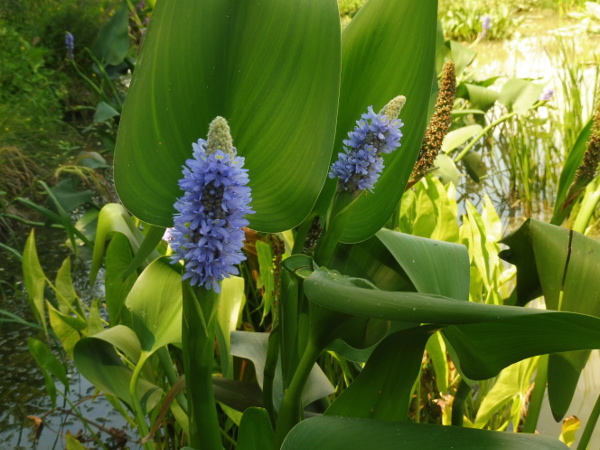 Pontederia dilatata Pontederia dilatata
