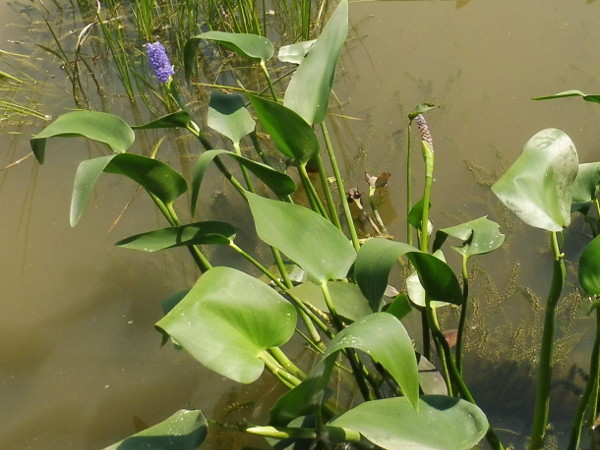 Pontederia Lanceolata Pontederia Lanceolata