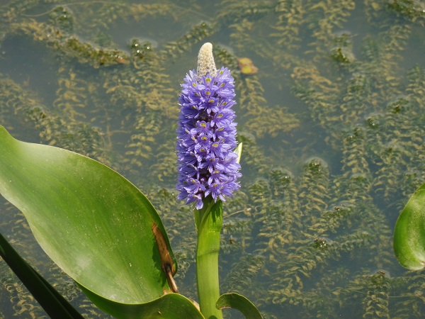 Pontederia Lanceolata Pontederia Lanceolata