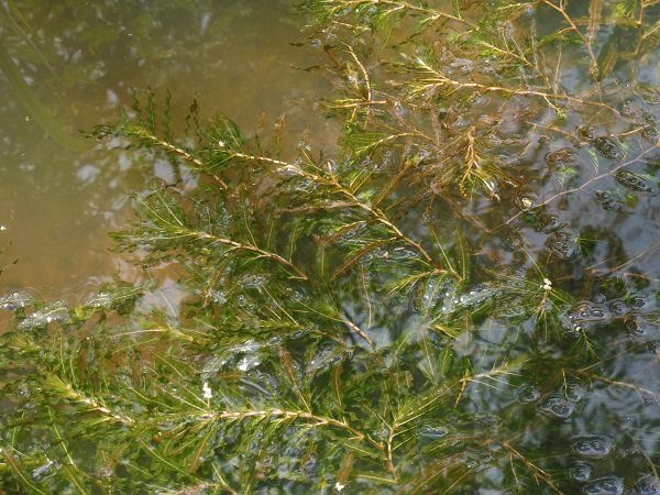 Potamogeton Crispus Potamogeton Crispus