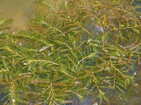 Potamogeton Crispus Potamogeton Crispus