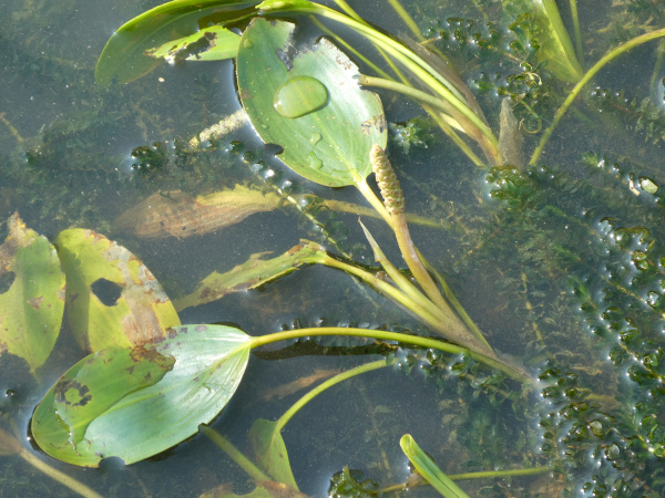 Potamogeton natans Potamogeton natans