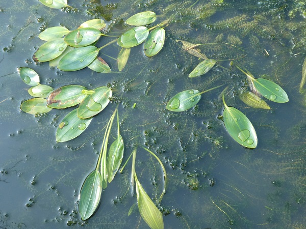 Potamogeton natans Potamogeton natans