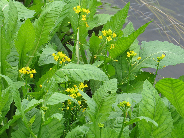 Rorippa amphibia Rorippa amphibia