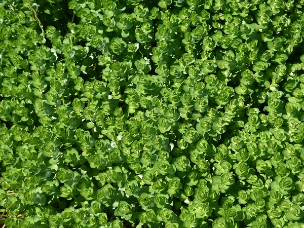 Rotala rotundifolia Rotala rotundifolia