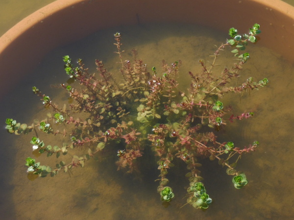 Rotala rotundifolia Rotala rotundifolia