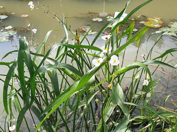 Sagittaria japonica Sagittaria japonica
