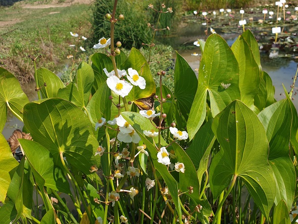Sagittaria japonica Sagittaria japonica