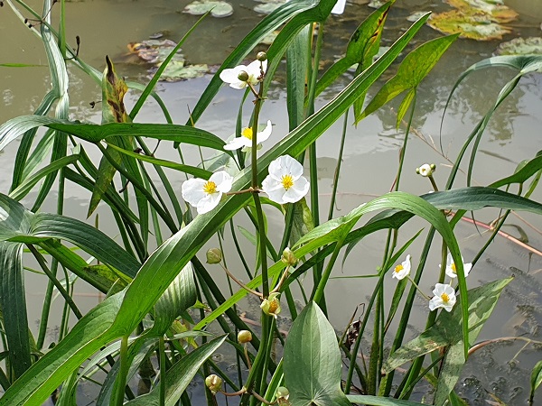 Sagittaria japonica Sagittaria japonica