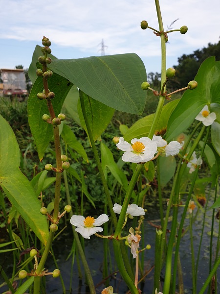 Sagittaria japonica Sagittaria japonica