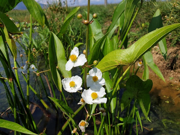Sagittaria japonica Sagittaria japonica