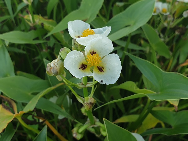 Sagittaria montevidensis Sagittaria montevidensis