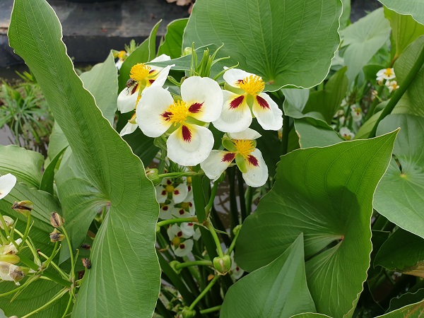 Sagittaria montevidensis Sagittaria montevidensis