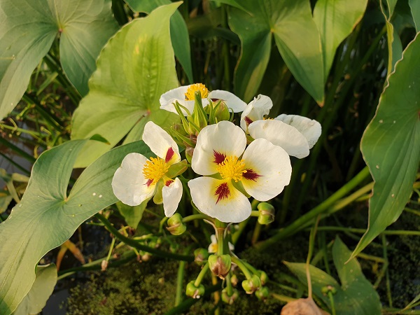 Sagittaria montevidensis Sagittaria montevidensis