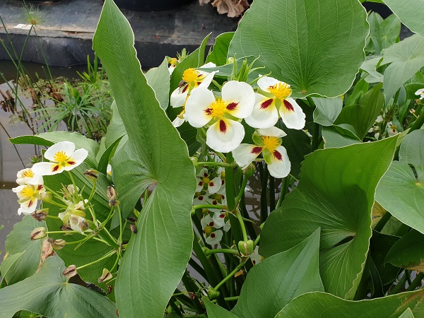 Sagittaria montevidensis Sagittaria montevidensis