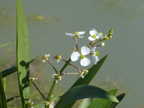 Sagittaria Platyphylla Sagittaria Platyphylla