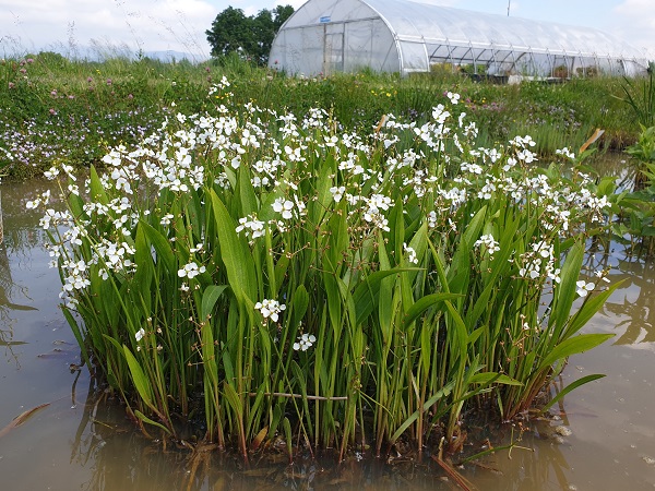 Sagittaria platyphylla Sagittaria platyphylla
