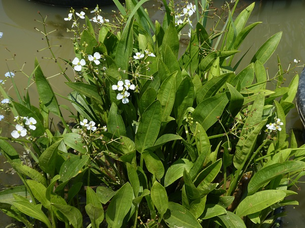 Sagittaria Platyphylla Sagittaria Platyphylla