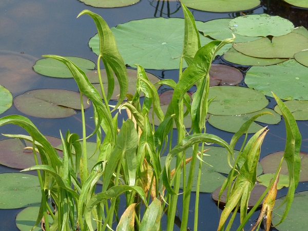 Sagittaria sagittifolia Sagittaria sagittifolia