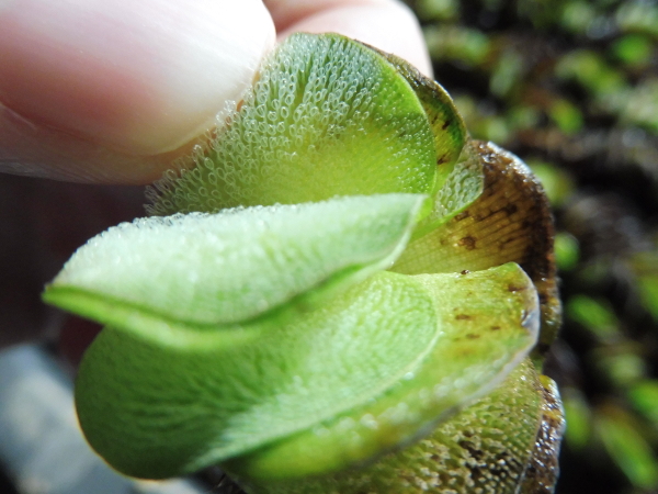 Fronde della Salvinia Auriculata Fronde della Salvinia Auriculata
