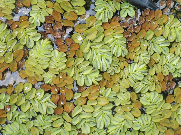 Salvinia Auriculata Salvinia Auriculata