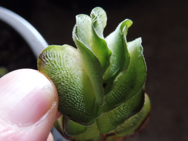 Fronde della Salvinia Molesta Fronde della Salvinia Molesta