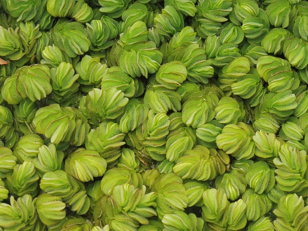 Salvinia Molesta Salvinia Molesta