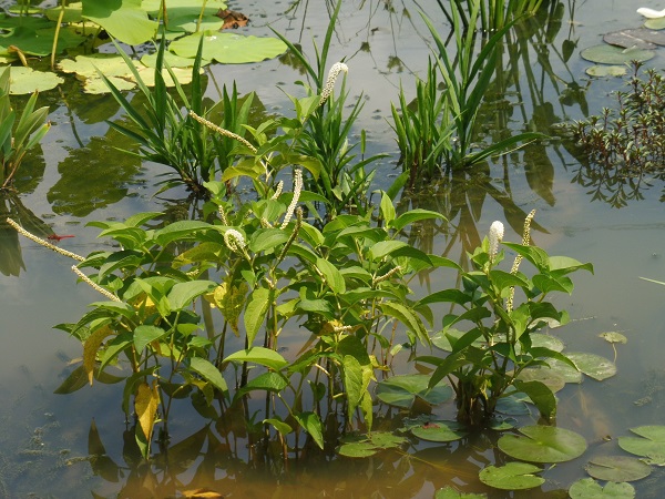 Saururus Cernuus Saururus Cernuus