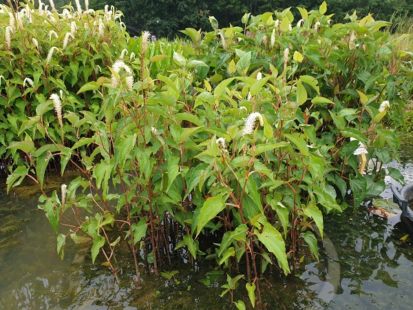 Saururus cernuus Ruminoides Saururus cernuus Ruminoides