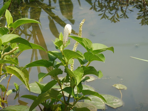 Saururus Cernuus Saururus Cernuus