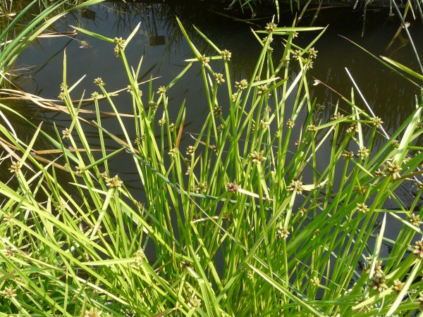 Schoenoplectiella mucronata Schoenoplectiella mucronata