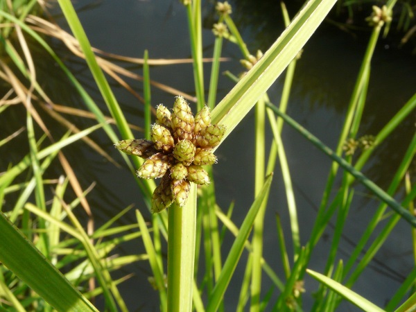 Schoenoplectiella mucronata Schoenoplectiella mucronata
