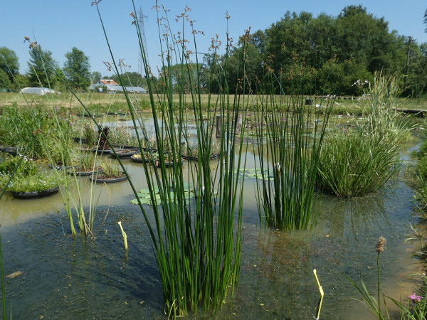 Schoenoplectus lacustris Schoenoplectus lacustris