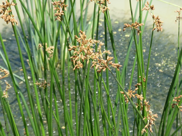 Schoenoplectus lacustris Schoenoplectus lacustris