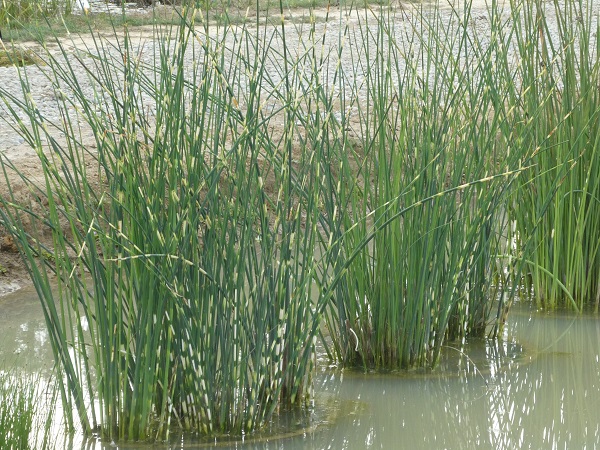 Schoenoplectus lacustris Tabernaemontani Zebrinus Schoenoplectus lacustris Tabernaemontani Zebrinus