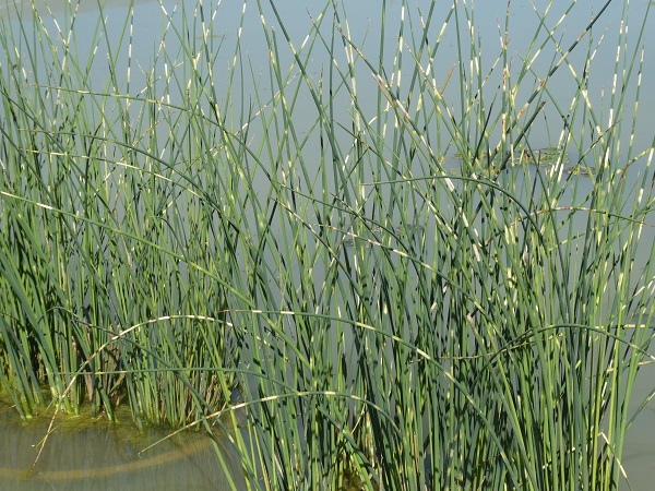 Schoenoplectus lacustris Tabernaemontani Zebrinus Schoenoplectus lacustris Tabernaemontani Zebrinus