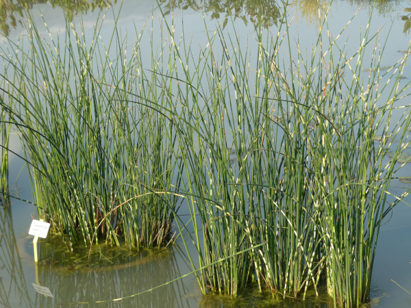 Schoenoplectus lacustris Tabernaemontani Zebrinus Schoenoplectus lacustris Tabernaemontani Zebrinus