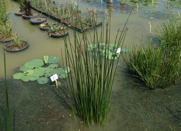 Schoenoplectus lacustris Schoenoplectus lacustris