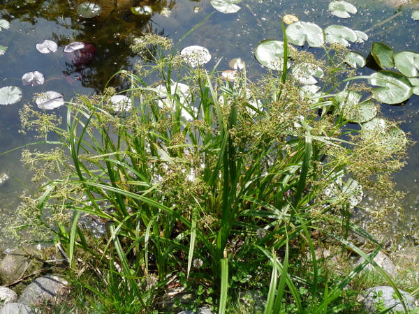 Scirpus Sylvaticus Scirpus Sylvaticus