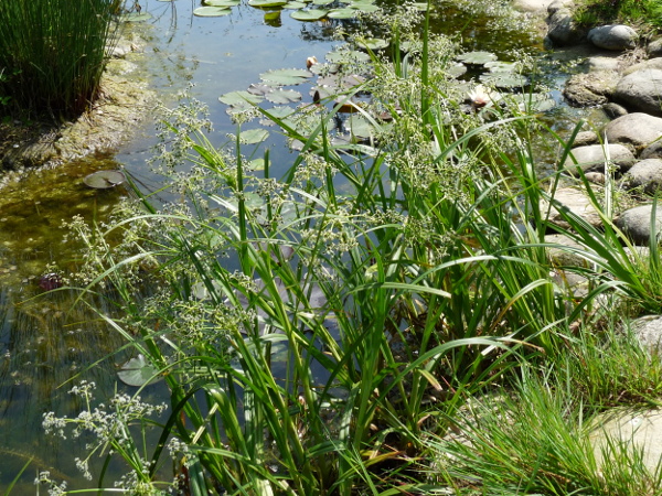 Scirpus Sylvaticus Scirpus Sylvaticus
