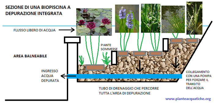 Schema per realizzare una biopiscina a fitodepurazione integrata Schema per realizzare una biopiscina a fitodepurazione integrata