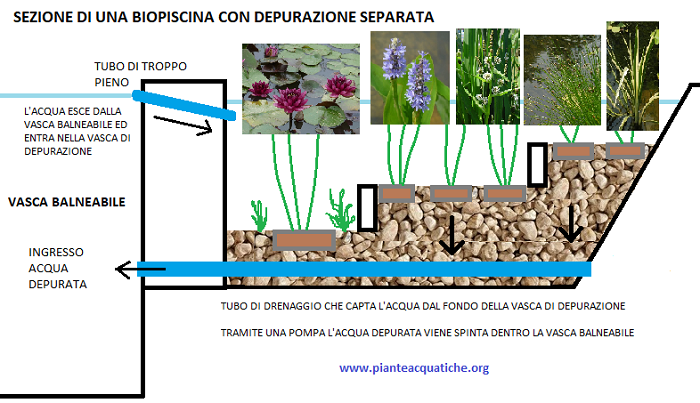 Schema per realizzare una biopiscina a fitodepurazione separata Schema per realizzare una biopiscina a fitodepurazione separata