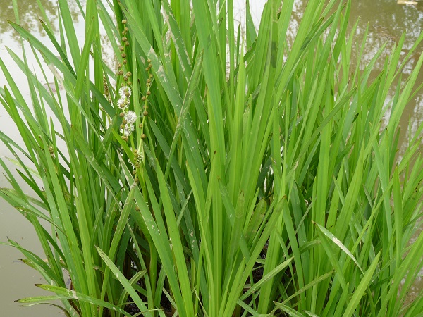Sparganium erectum Sparganium erectum