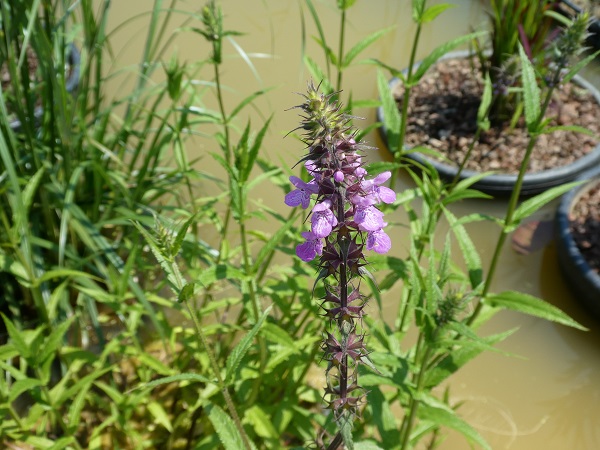 Stachys Palustris Stachys Palustris