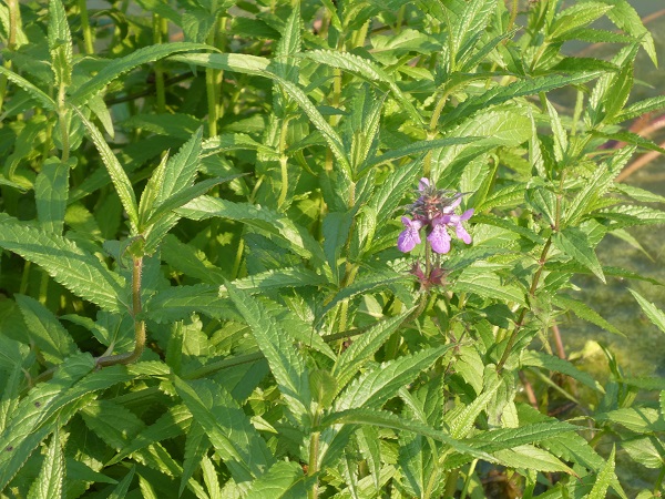 Stachys Palustris Stachys Palustris