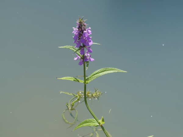 Stachys Palustris Stachys Palustris