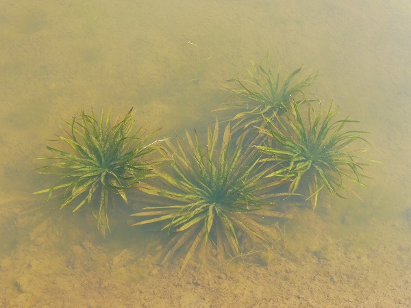 Stratiotes Aloides Stratiotes Aloides