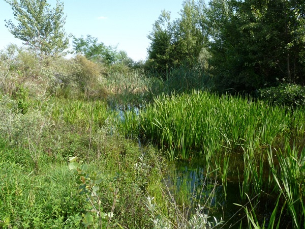 Zone umide nei pressi della Stura di Lanzo Zone umide nei pressi della Stura di Lanzo